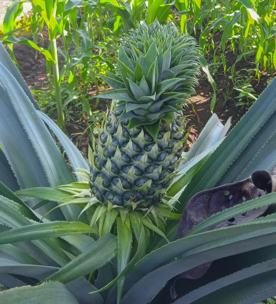 果园里菠萝的特写。一种产于印度尼西亚的热带水果。图片下载