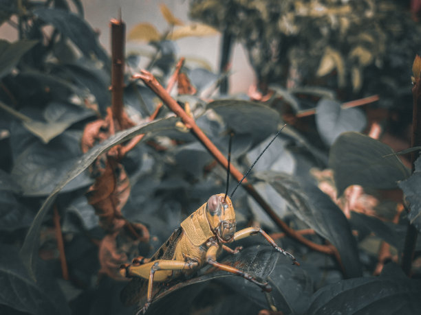 一只蚱蜢栖息在花园里的一棵树上图片下载