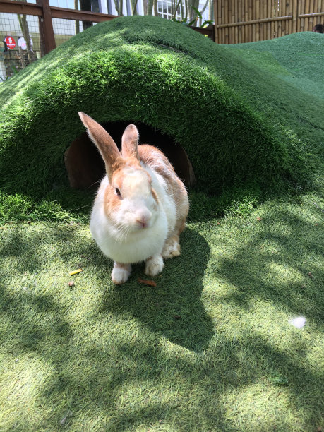 一只小兔子图片下载