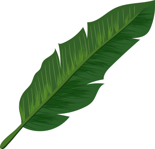 热带树叶图标外来鸡蛋花树的叶子图片下载