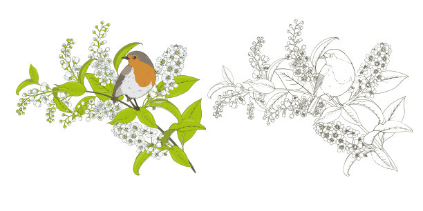 花鸟樱桃枝和知更鸟着色图片下载