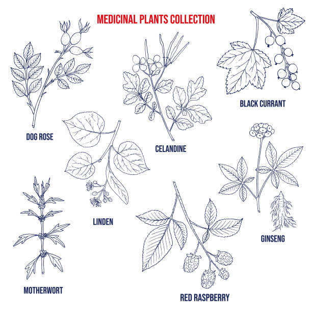 一组不同的药用植物图片下载