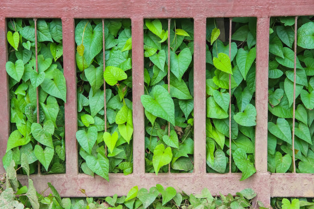 绿色植物心型生长在钢栅栏背景图片下载