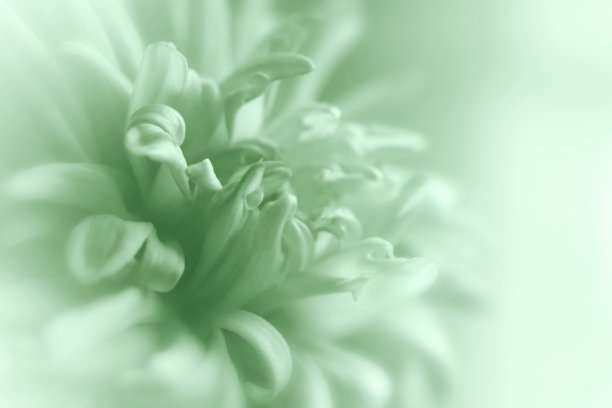 模糊的菊花与软焦点。薄雾背景上的一朵花。特写镜头。大自然。特写镜头。大自然。图片下载