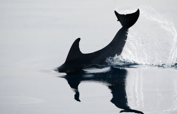 红海野生海豚，埃及洪加达图片下载