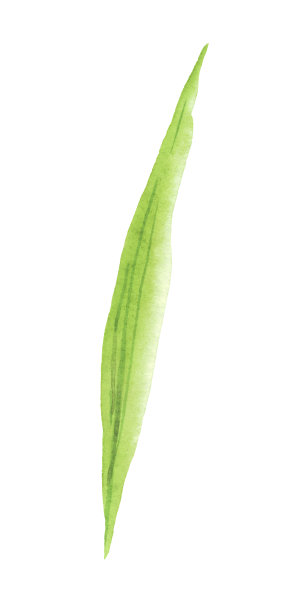 水彩叶图片下载