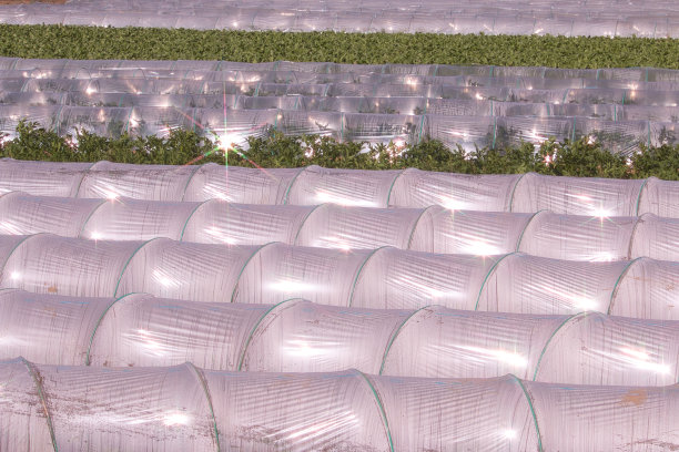 绿色蔬菜生长在塑料聚隧道图片下载