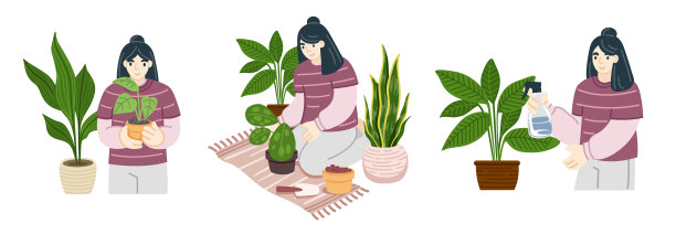 妇女在家里园艺，种植，浇灌室内植物。图片下载