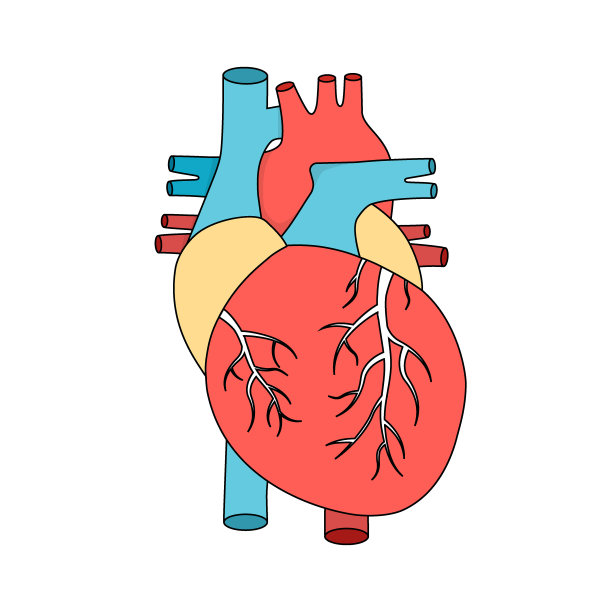 人类心脏解剖。内部肌肉器官插图。心脏病学的概念。图片下载