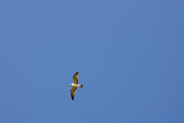 海鸥图片下载