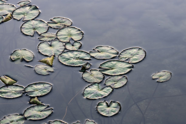 莲花花瓣图片下载