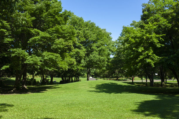 绿色的花园图片下载