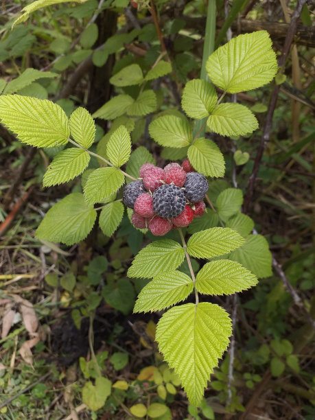 被称为黑树莓或美国黑莓的果实，正在种植/栽培。图片下载