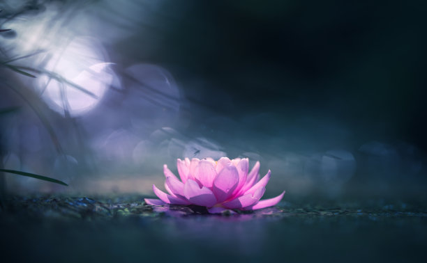 粉红莲花或水中睡莲图片下载