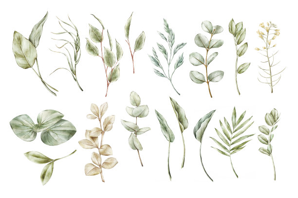 绿色植物水彩集合图片下载