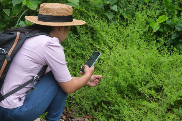 女性环保主义者在雨林中研究手机。生物学家检查数据并将其输入智能手机。自然生态理念。图片下载
