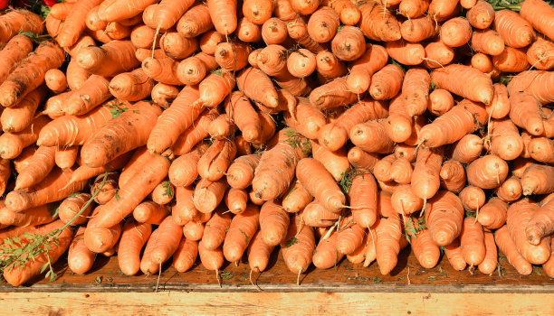 成熟美味的胡萝卜(Daucus carota subsp.)巨大成功)图片下载