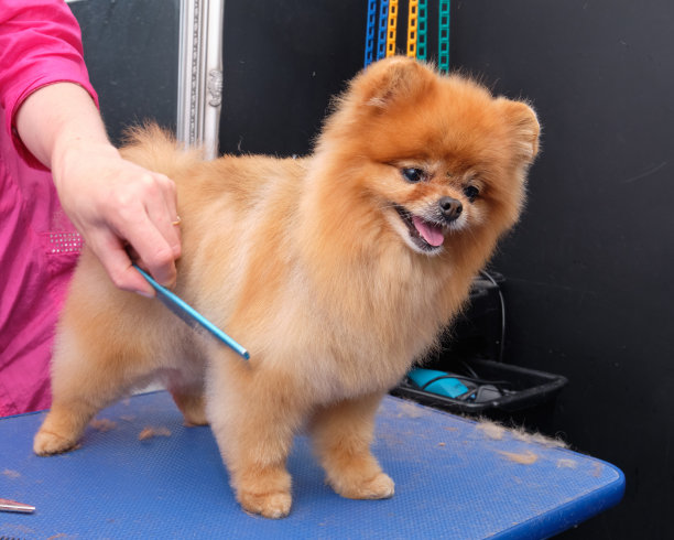 最后阶段，美容师为桌子上的博美梳头。旁边放着剪刀、梳子和一些修剪过的狗毛图片下载