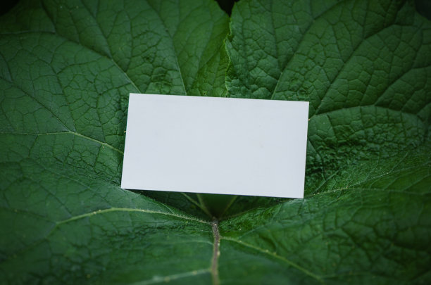 在绿叶上模拟白色的空纸卡图片下载