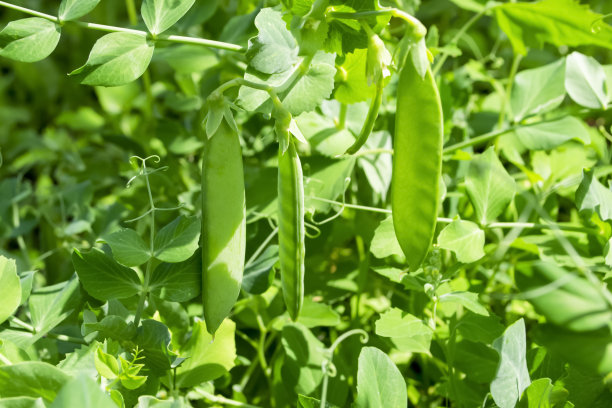 青豆挂在灌木丛上。花园里的绿豌豆荚。鲜艳的绿色灌木。夏天的健康豆类。图片下载