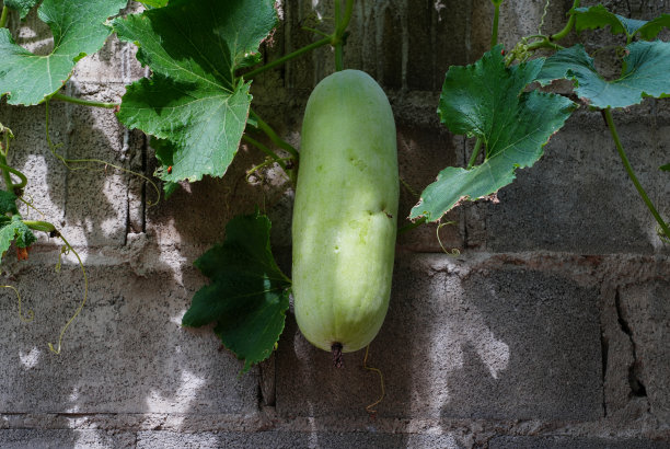 Benincasa hispida挂在篱笆上图片下载