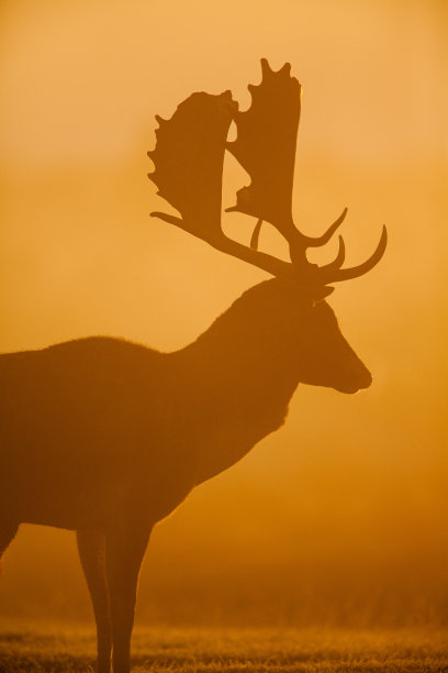 在英国伦敦，休耕鹿在一年一度的发情期图片下载
