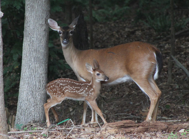 鹿妈妈和她刚出生的小鹿图片下载