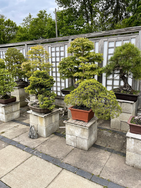 花园中心的铺砌庭院图像，在基座上展示日本元素的盆景树，水泥块基座图片下载