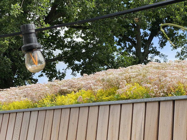 景天在盛开的屋顶图片下载