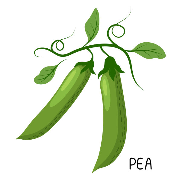 豌豆图片下载