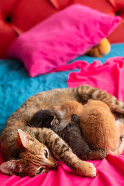 垂直照片一个睡着的母猫和她的小猫。紫色和蓝色的宠物床。图片下载