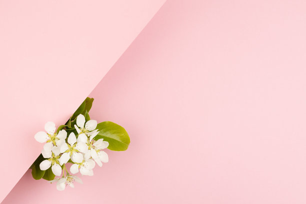 夏天浪漫的花粉红色的背景与白色苹果树花，空白直线空间的文本模板粉彩粉红色的背景为广告，品牌标识，复制空间。图片下载