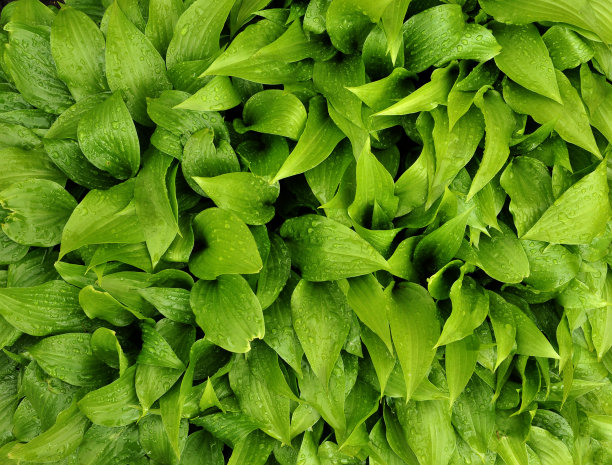 背景和纹理与绿色的叶子图片下载