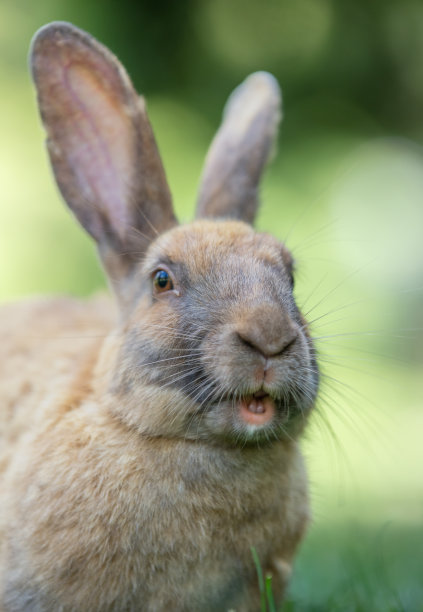 大嘴巴的兔子图片下载