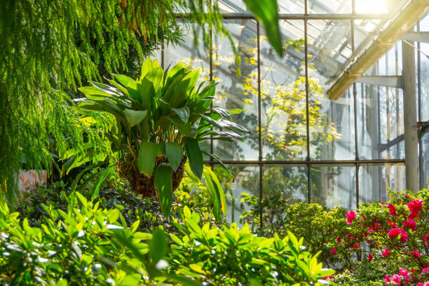 在亚热带花园的温室里，挂在枫树和开花的杜鹃花之间的椰子树花盆里的菖萸兰。图片下载