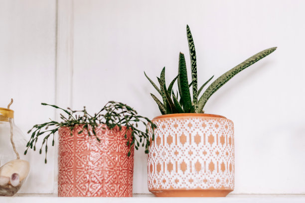 室内植物在装饰花盆上的架子。家庭园艺，城市丛林，生物设计。图片下载