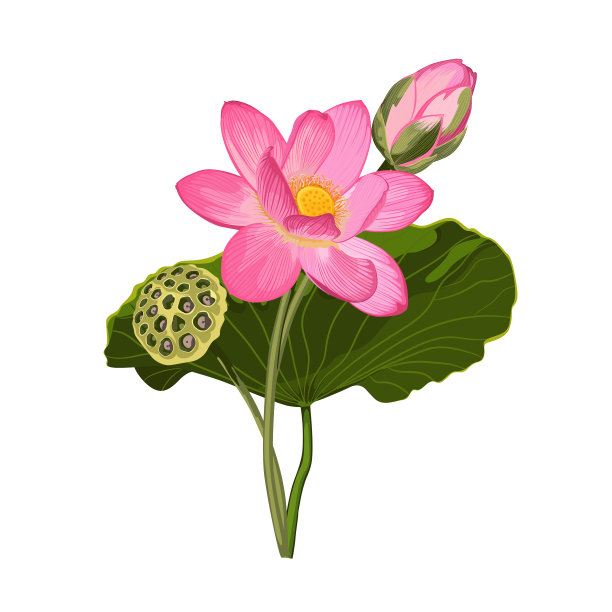 荷花的写实图片下载