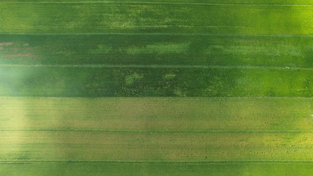 马来西亚吉打和佩里斯的稻田图片下载