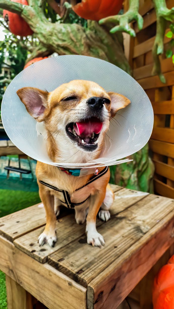 戴医疗项圈或颈托的狗图片下载