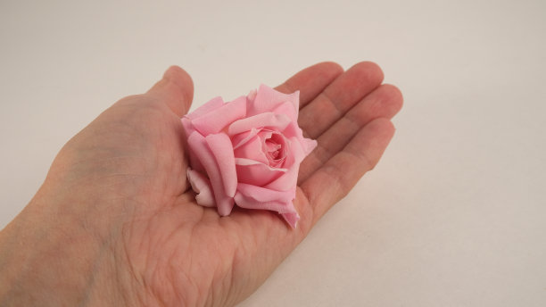 精致的粉红色玫瑰在手掌上。图片下载