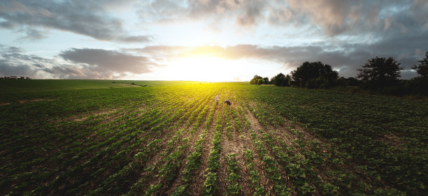 从上面看，夕阳的背景下，两个农民在向日葵地里。农学家和农民检查潜在作物图片下载