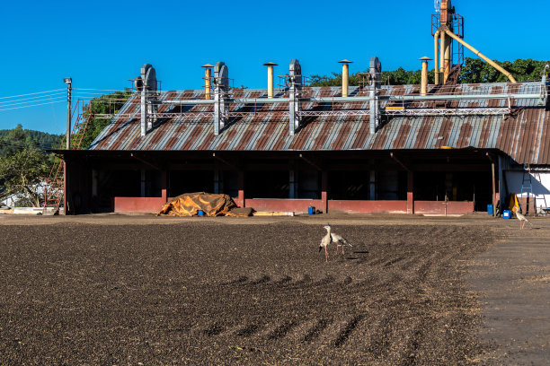 Seriemas (Cariama cristata)在刚收获的咖啡豆中寻找昆虫图片下载