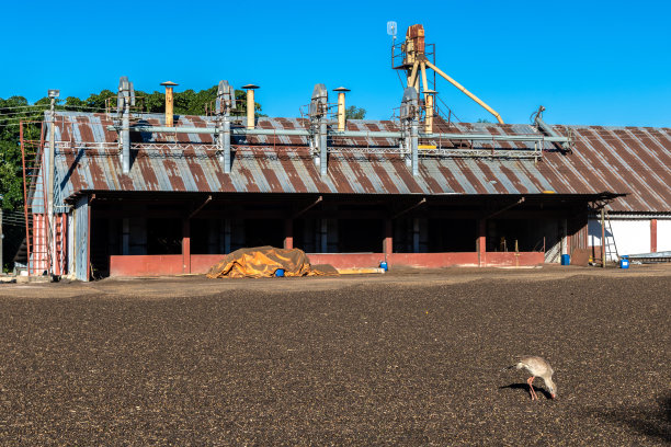 Seriemas (Cariama cristata)在刚收获的咖啡豆中寻找昆虫图片下载