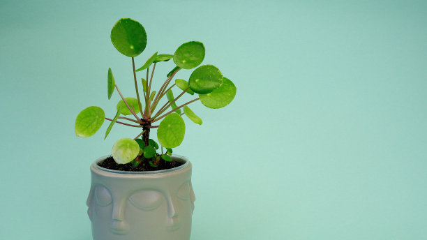 令人难以置信的peperomioides，一朵花在灰色的花盆里，在无尽的蓝色背景上。蓝色的圆形幻画。副本的空间。图片下载