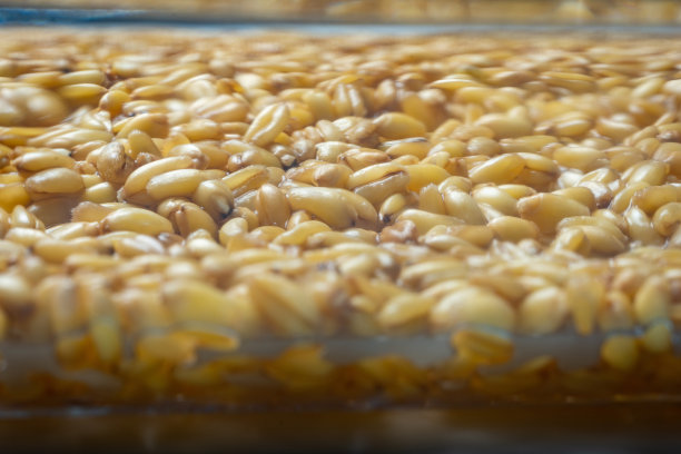 发芽小麦芽纹理背景特写图片下载