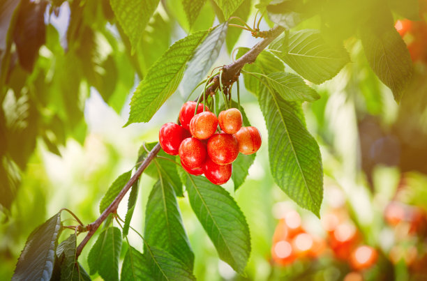 花园里有果树，树枝上有樱桃浆果。收获樱桃浆果。图片下载