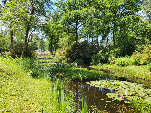 塞勒格沼泽公园的宁静风景。图片下载
