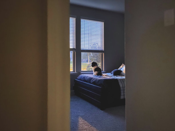 小狗坐在床上看着窗外图片下载