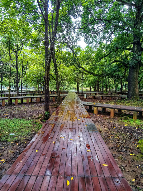 木桥和树木图片下载