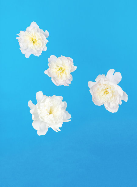 白色的花朵漂浮在抽象的蓝色背景上。图片下载